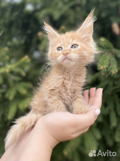 Мейн-кун мальчик