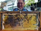 Пчелосемьи и Пчелопакеты Карника объявление продам