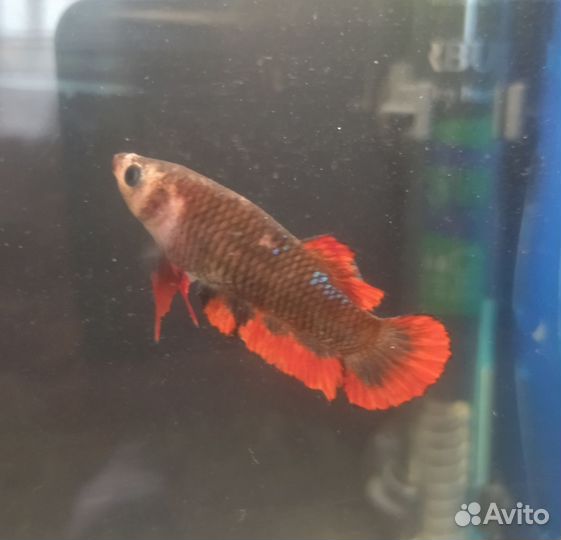 Рыбка петушок самка
