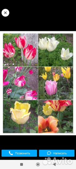 Луковицы сортовых тюльпанов,большие