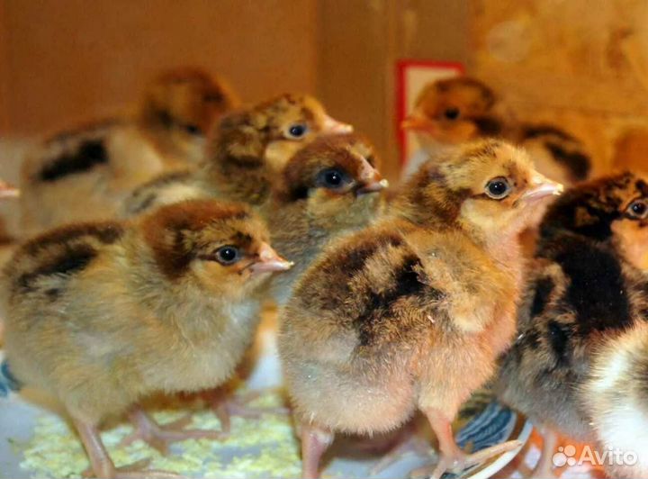 Цыплята породы Кучинская юбилейная