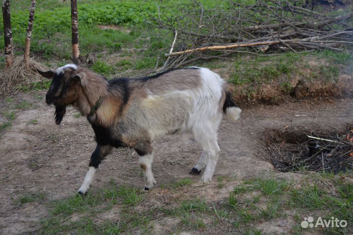 Продам козлёнка на племя