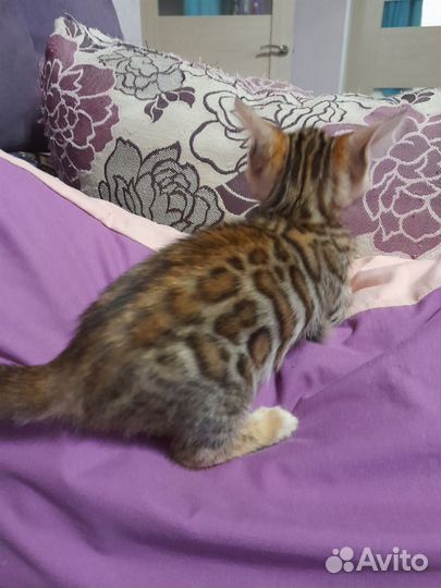Бенгальские котята