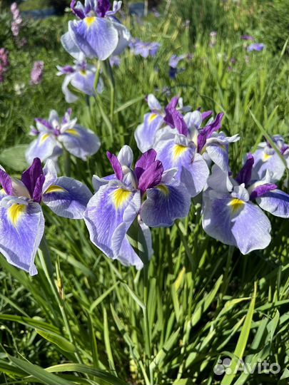 Ирис японский