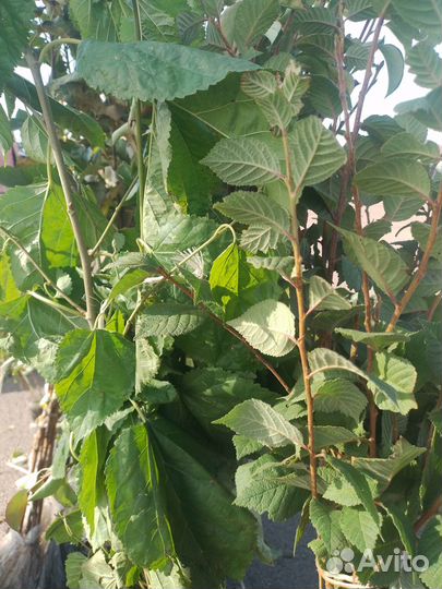 Саженцы плодово ягодные