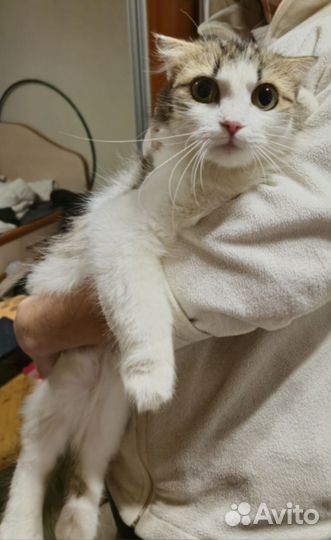 Кошка ищет дом