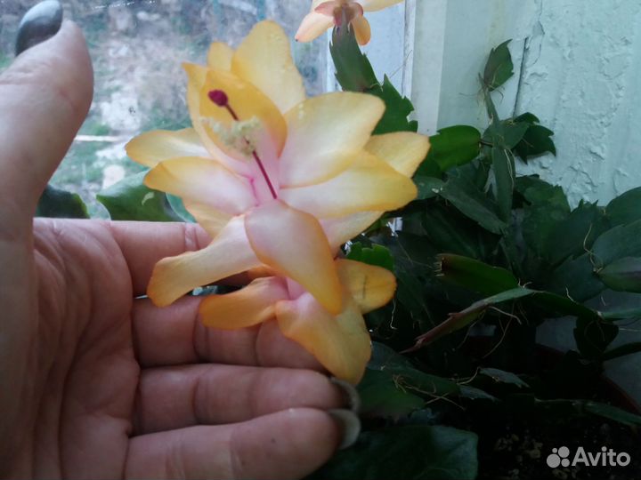 Декабрист шлюмбергера, рипс