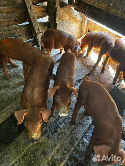 Поросята дюрок