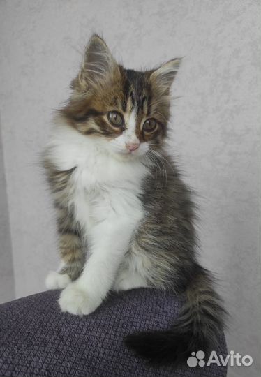 Котенок