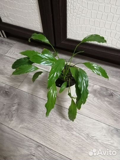 Спатифиллум