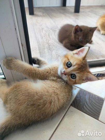 Шотландская кошка