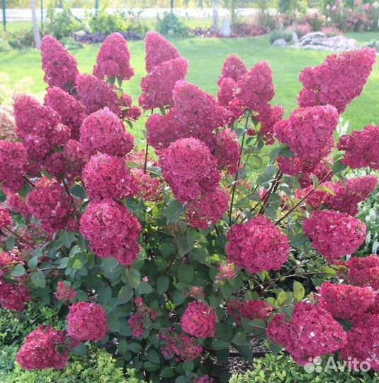 Готнезия в горшках