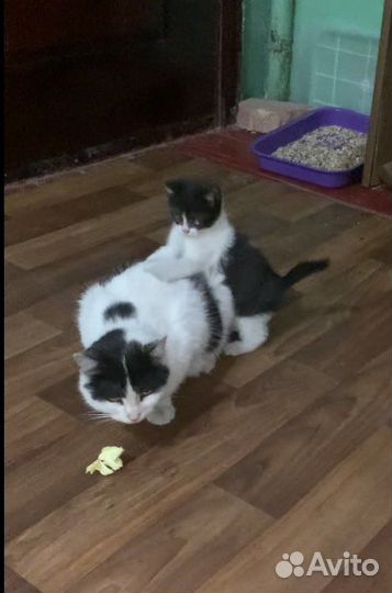 Котенок