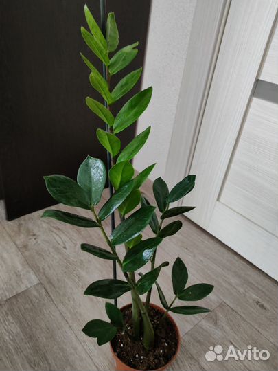 Замиокулькас