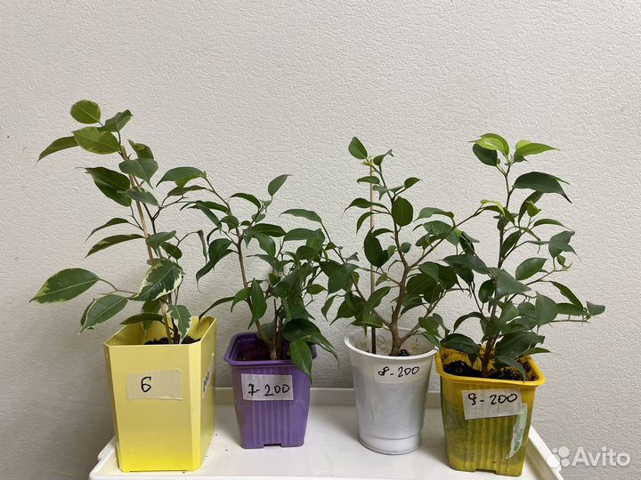 Фикус бенджамина