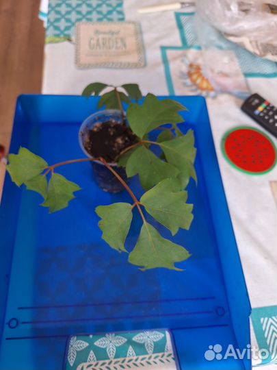 Циссус березка(комнатный виноград), плющ