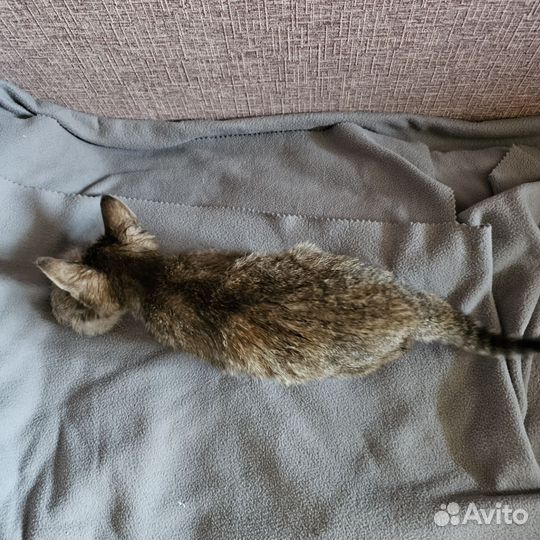 Кошечка в добрые руки