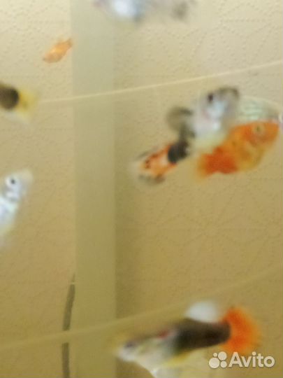 Аквариумные рыбки