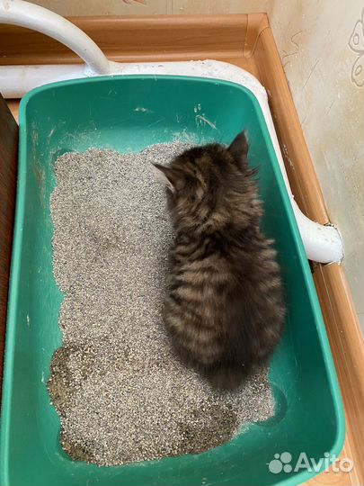 Курильский бобтейл