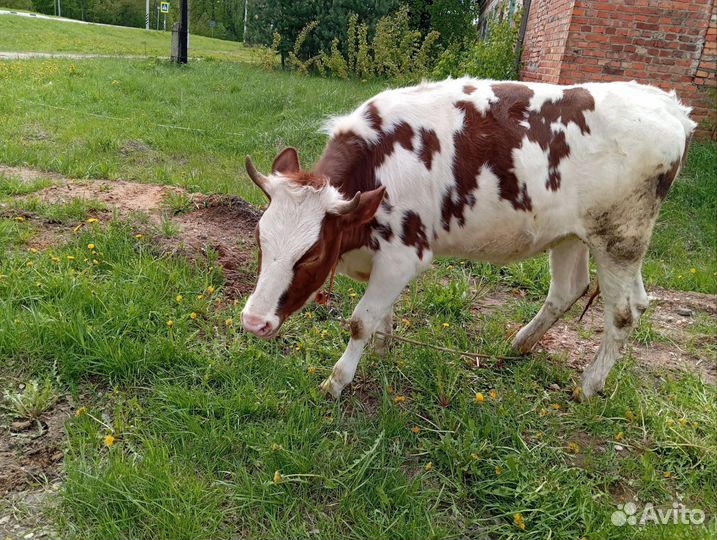 Корова дойная с теленком 3шт