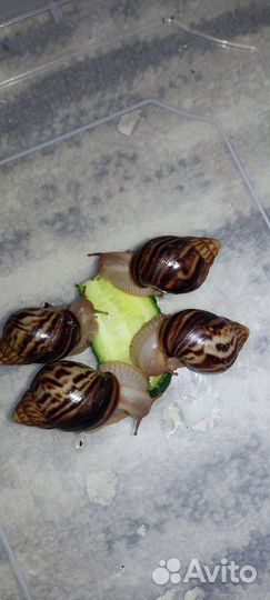 Улитки ахатины