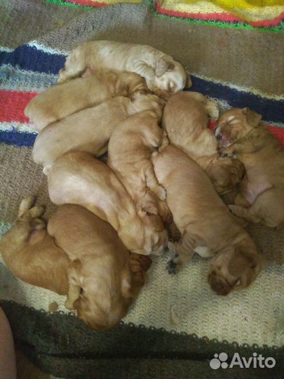 Кокер спаниель щенки