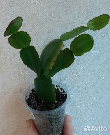 Домашние цветы