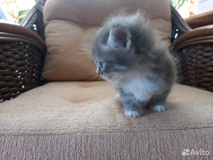 Котенок сибирская порода бесплатно