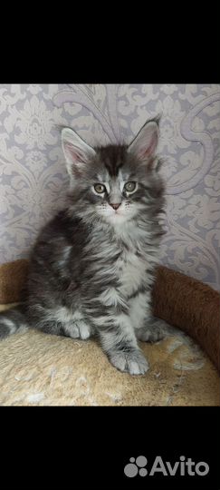 Котята Мейн-кун