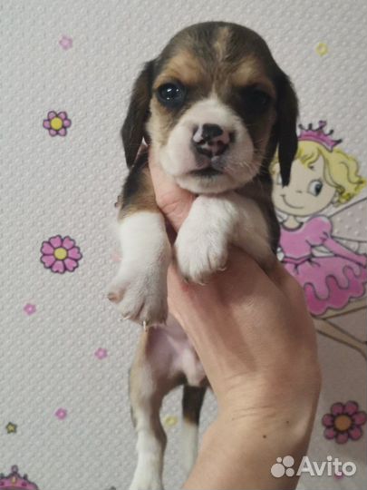 Бигль мальчик