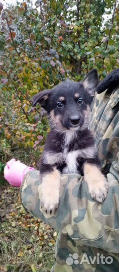 Щенки лайки