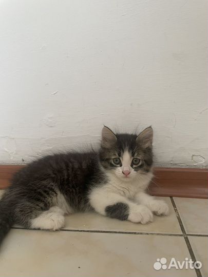 Котенок