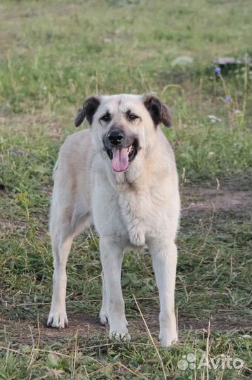 Воспитанный мальчик ищет дом, в добрые руки