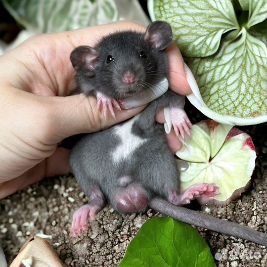 Крысята Дамбо. Крыса с клеткой, крысята. Питомник