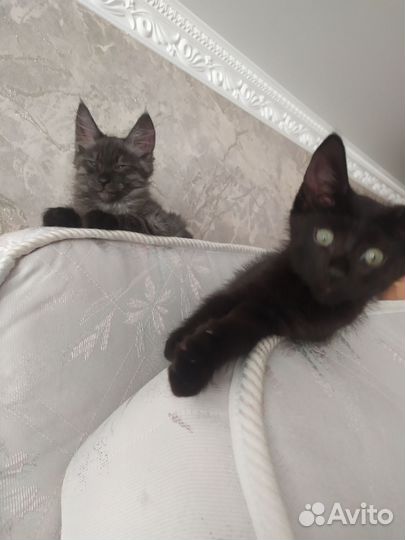 Котик мальчик мама британка