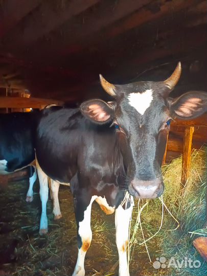 Телки нестельные