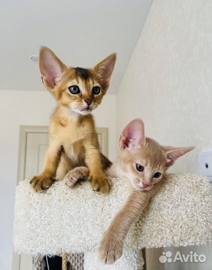 Абиссинские чудо котята