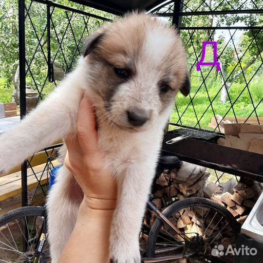 Щенки в добрые руки для Вашего семейного очага