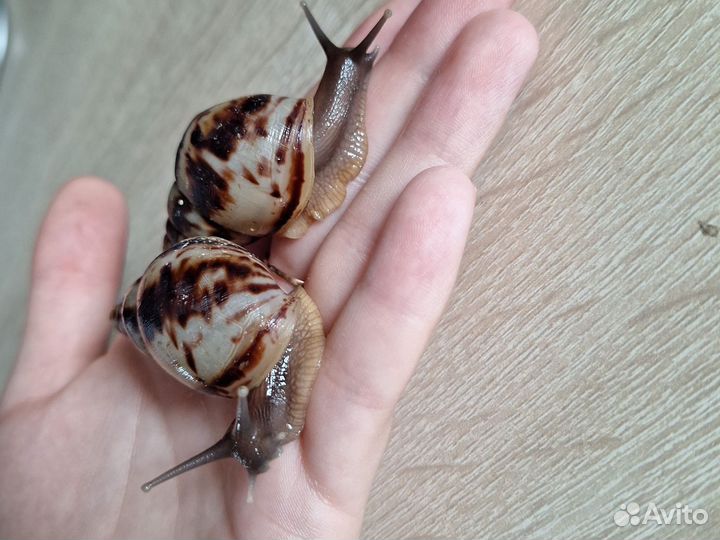 Улитки ахатины