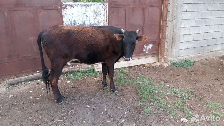 Тёлка 2 года