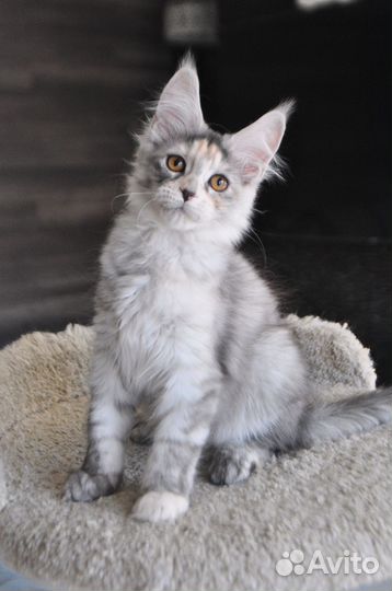 Мейн-кун девочка