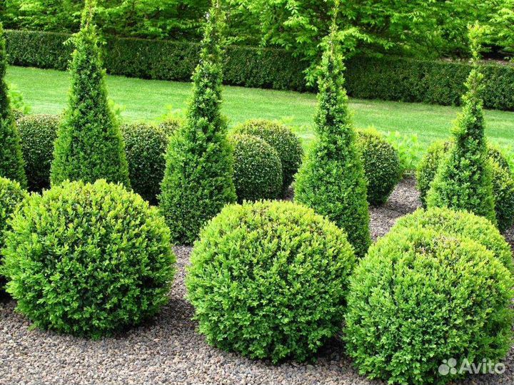 Туя смарагд даника