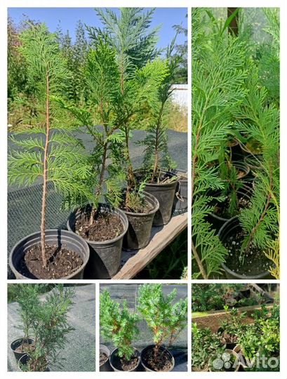Можевельники и туи