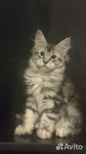 Крупная кошечка