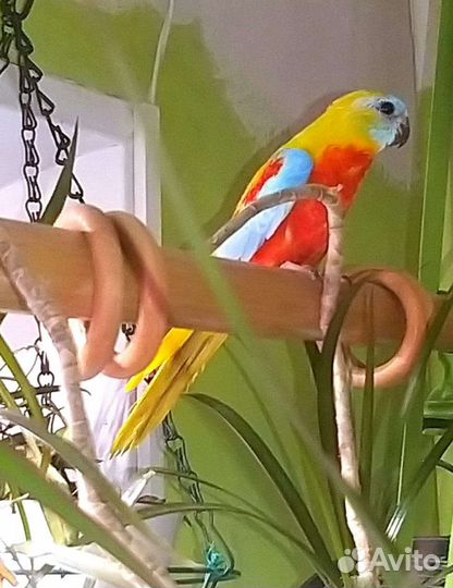 Лазурный попугай