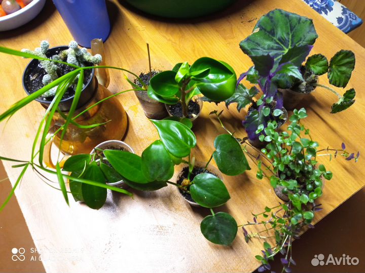 Комнатные цветы