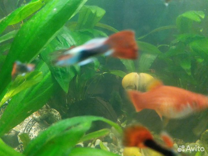 Аквариумные рыбки