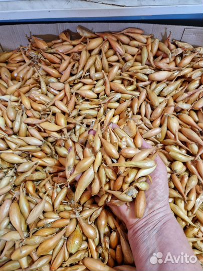 Лук севок Бамбергер