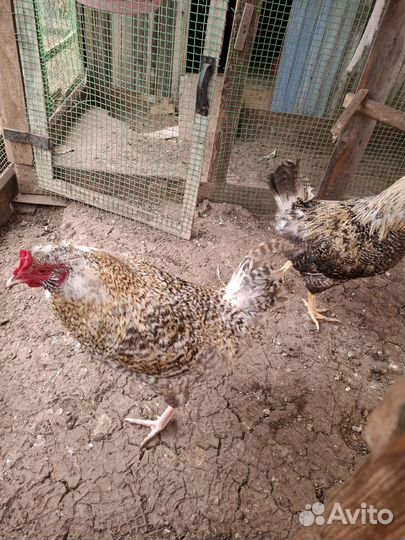Молодые петухи