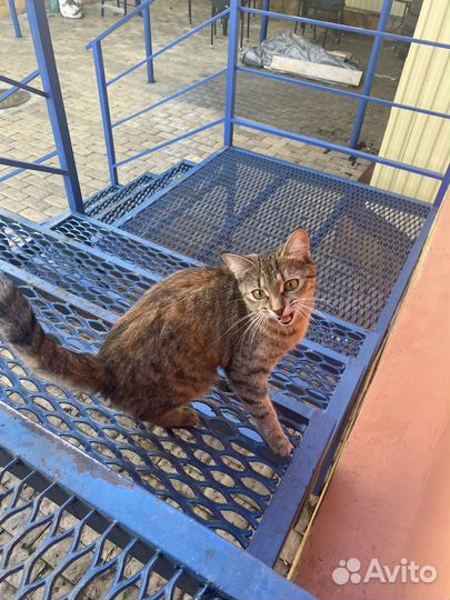 Малышка Изи